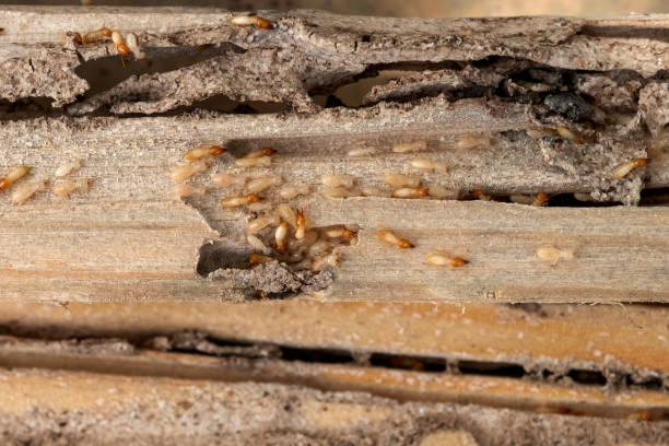 Best Wildlife Control Services  in Owensville, IN